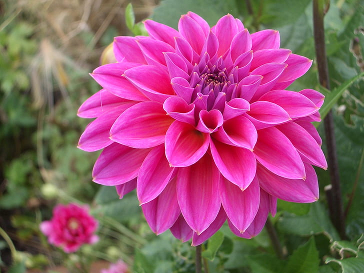 Pink Dahlia Flower Hd Wallpaper Download For Mobile 1920×1200