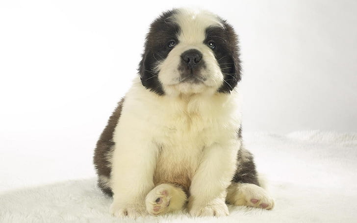 tenderness cute dog Pet puppy Sweet HD, white and black short coated puppy