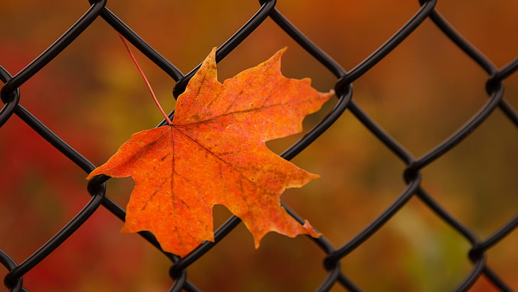 orange maple leaf, nature, leaves, maple leaves, closeup, fence, HD wallpaper