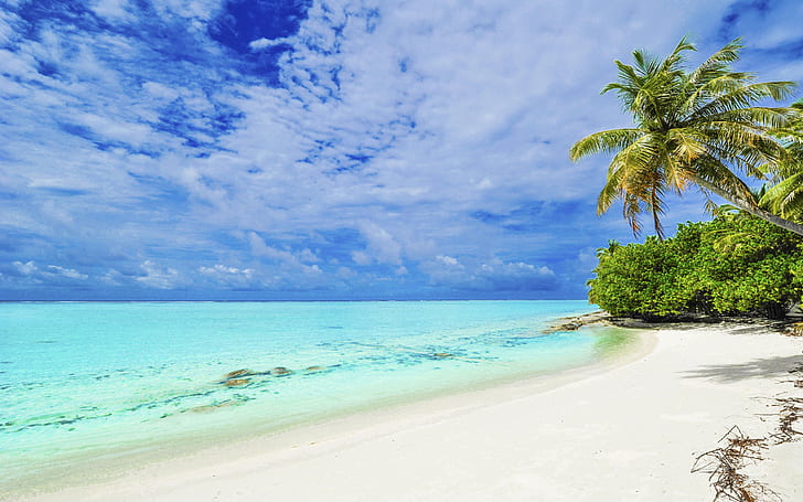 Punta Matira Beach Bora Bora Island Tropical Beach With Palm Tree White Sand And Clear Water Hd Wallpapers High Definition 1920×1200, HD wallpaper