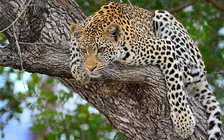 brown and black cheetah, predator, lying, leopard, wildlife, nature