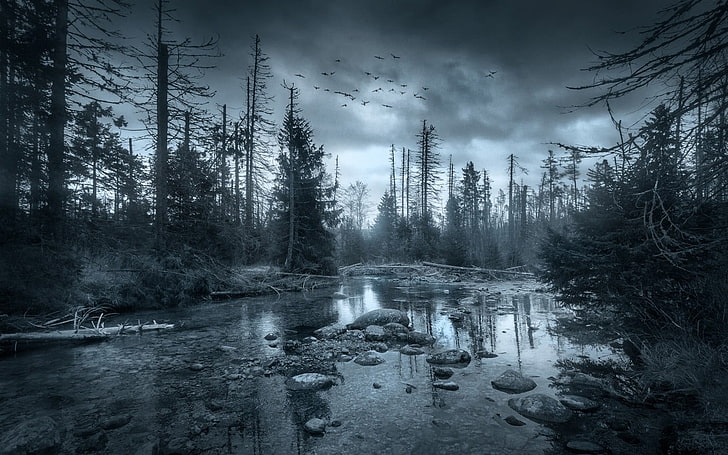grayscale photography of trees near calm body of water, nature