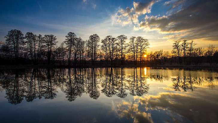 silhouette photo of trees reflecting on calm body of water, nature