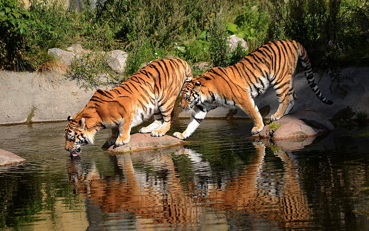 two brown tigers, animals, water, Bengal tigers, big cats, animal themes, HD wallpaper