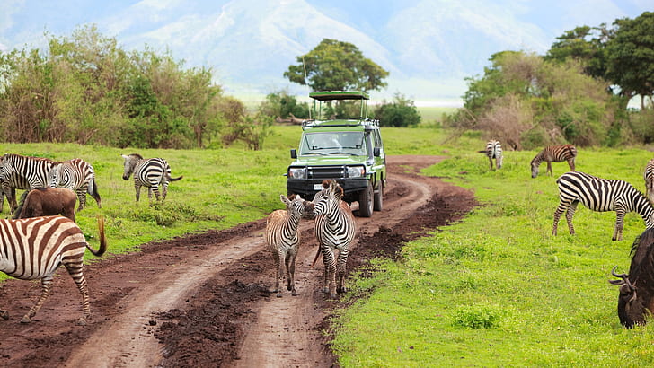 HD wallpaper: Kenya, Tanzania, safari, zebra | Wallpaper Flare