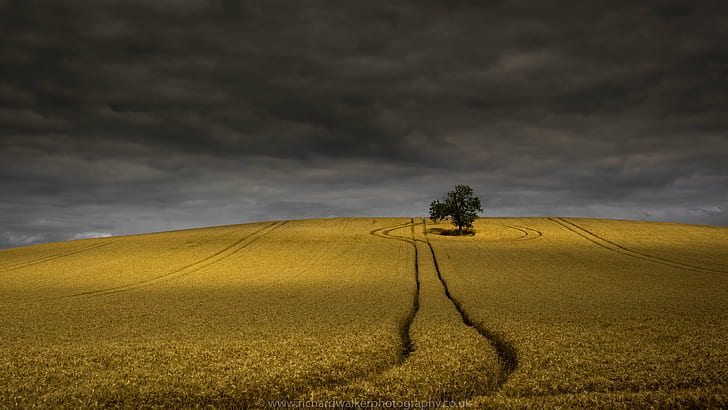 brown grass field under white clouds, Summer Tree, crop, landscape photography, HD wallpaper