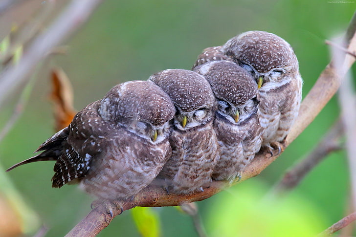 Spotted owl, babes, Cute animals, mom, owls, birds, animal themes, HD wallpaper