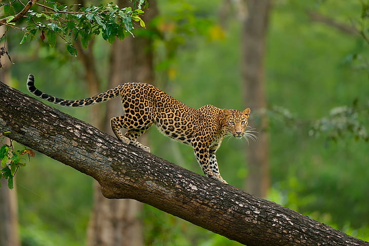 Colorful Leopard on tree, brown leopard, Animal, Nature, wild cat, HD wallpaper