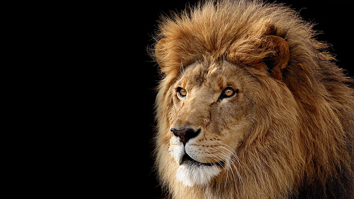 Wallpaper Hd Download For Android Mobile Lion