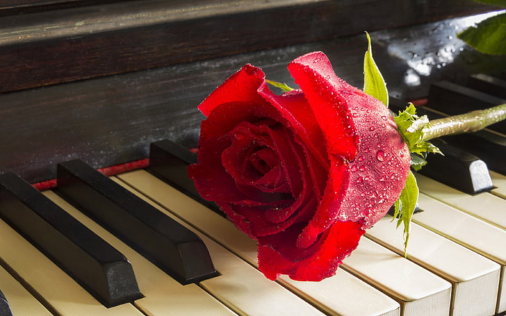 Red Rose On Piano Relaxing Music Meditation Desktop Hd Wallpapers For Mobile Phones And Computer 3840×2400