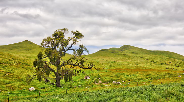landscape photography of green tree and hills during daytime
