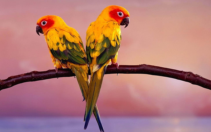 two sun parakeets, parrots, pair, branch, birds, animal, nature