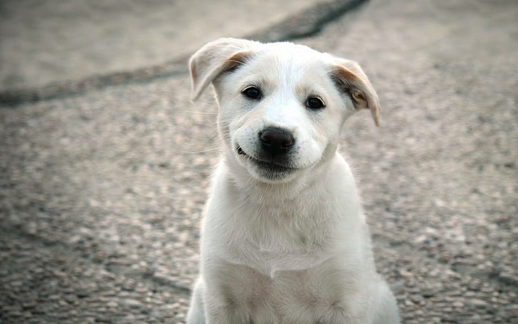 short-coated white puppy, dog, puppies, one animal, canine, mammal