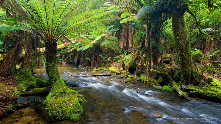 Mount Field National Park, Tasmania, Australia, National Parks