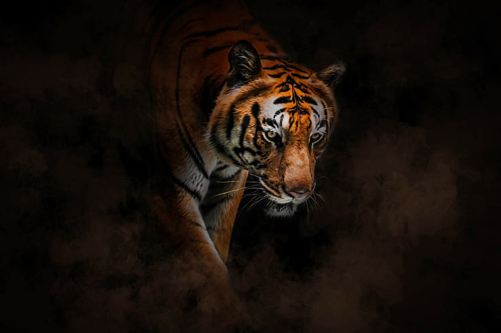 HD wallpaper: Burning bright tiger, majestic, striped, tyger ...
