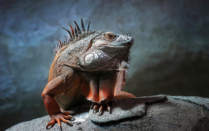 Iguana Reptile