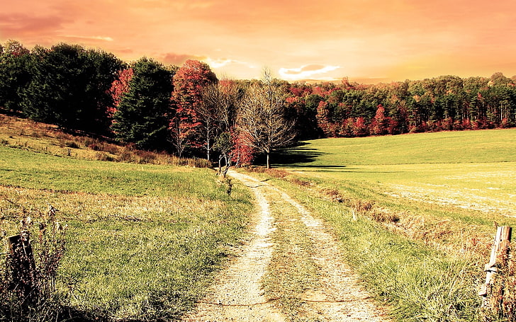 pathway between grass, road, wood, field, trees, autumn, colors