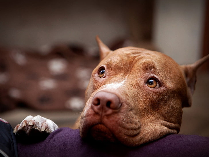 adult red nose American pit bull terrier, eyes, face, dog, animal