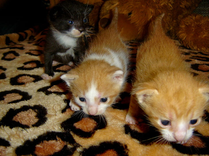 My Sweet 03, 2 orange tabby kitten and black kitten, cats, kitty, HD wallpaper