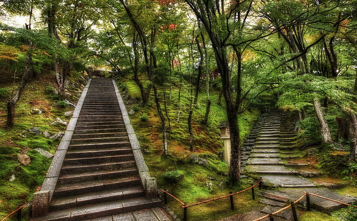 Two Paths Through The Tangled Japanese Forest, concrete staircase, HD wallpaper