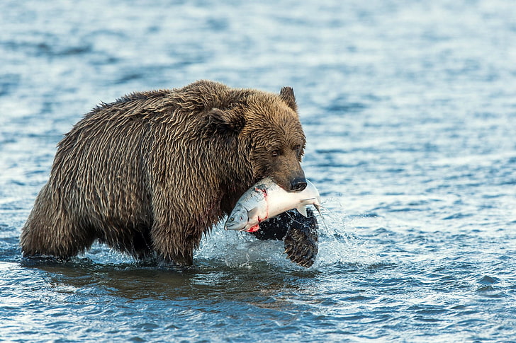HD wallpaper: brown grizzly bear, food, fish, water, brown Bear, wildlife,  animal | Wallpaper Flare
