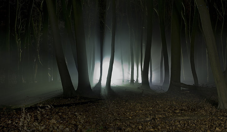 brown trees, photography of forest at night time, nature, landscape