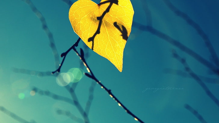 macro, leaves, branch, lens flare, shadow, leaf, plant part