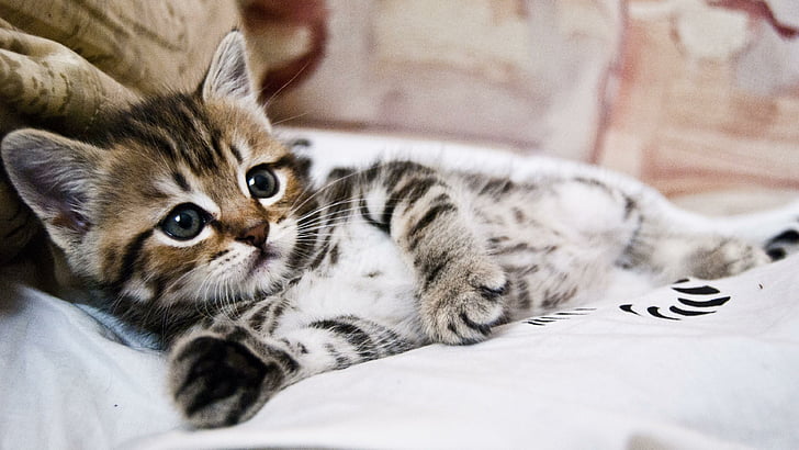 cute, cat, kitty, domestic, HD wallpaper