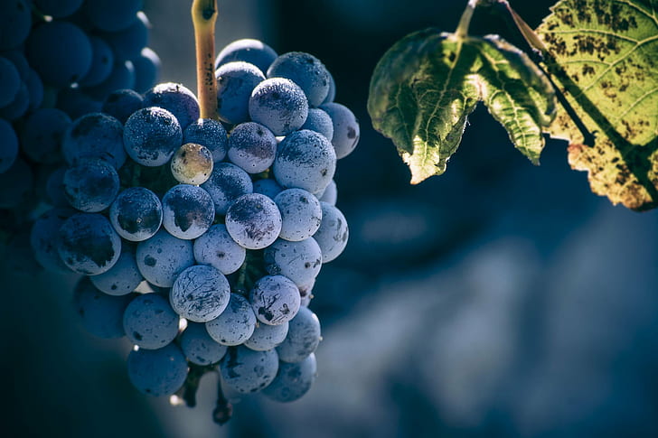 selective photography of bunch of blueberries, Bleu, sauvage, HD wallpaper