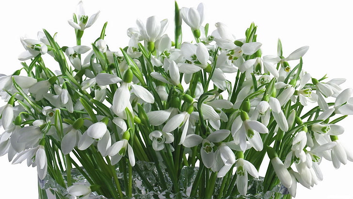 white snowdrop flowers, snowdrops, bouquet, vase, primrose, spring