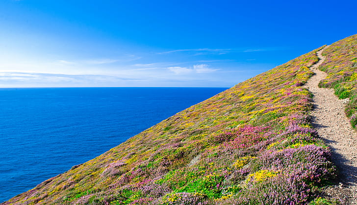 green, yellow and purple flower and body of water during day time, st agnes, cornwall, st agnes, cornwall, HD wallpaper