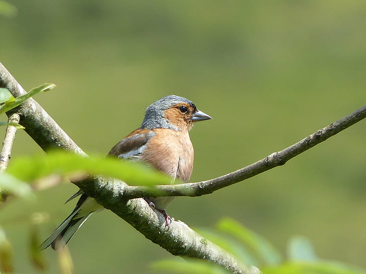 person gray photo of gray and brown bird on tree branch in tilt shift photgraphy, chaffinch, chaffinch, HD wallpaper