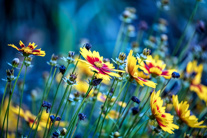 blue, yellow, flowers, yellow flowers, HD wallpaper