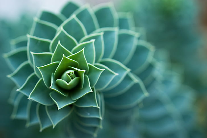 selective focus of green leaves plant, Bokeh, Spiral, 60mm, f/2.8, HD wallpaper