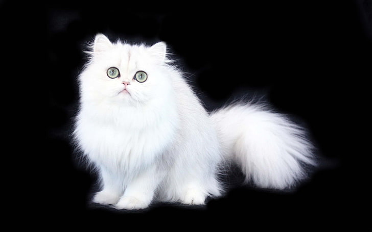 HD wallpaper: Cats, Animal, Fluffy, Persian Cat | Wallpaper Flare