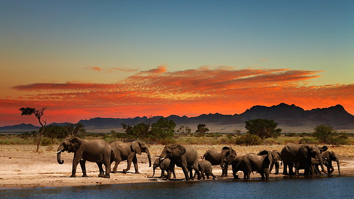 herd, elephant, sky, tree, water, mountains, savanna, plain