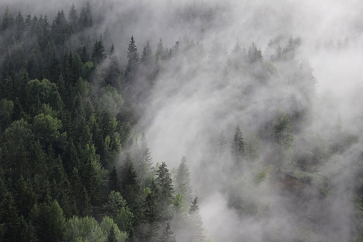 fog, pines, mist, Austria, 8k, forest, 4k, 5k
