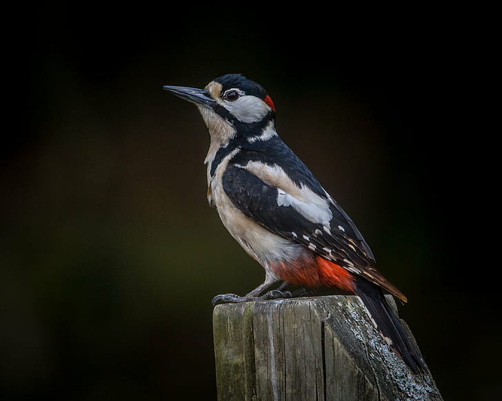 Greater-spotted Woodpecker perched on grey wood rail, Made to Measure