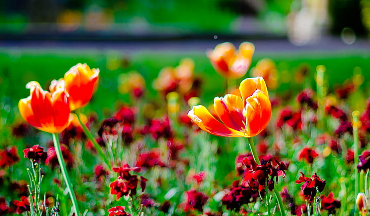 orange and red flowers in focus lens photography, scarborough, scarborough, HD wallpaper