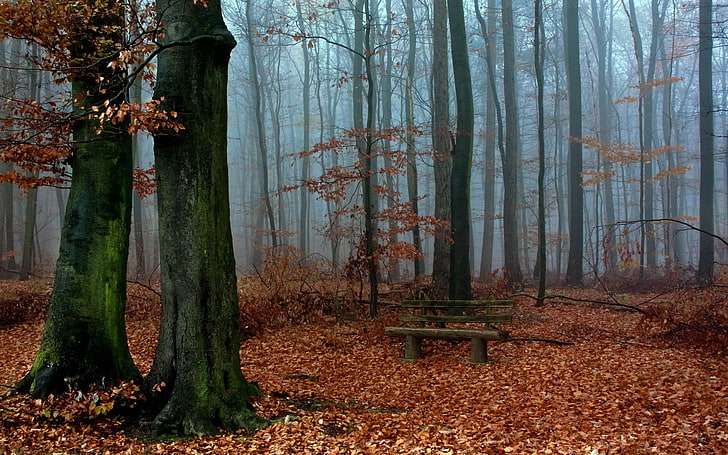 brown wooden bench, nature, landscape, trees, forest, leaves