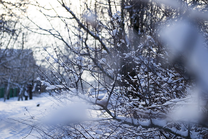 winter, snow, seasons, nature, frost, macro, tree, cold temperature, HD wallpaper