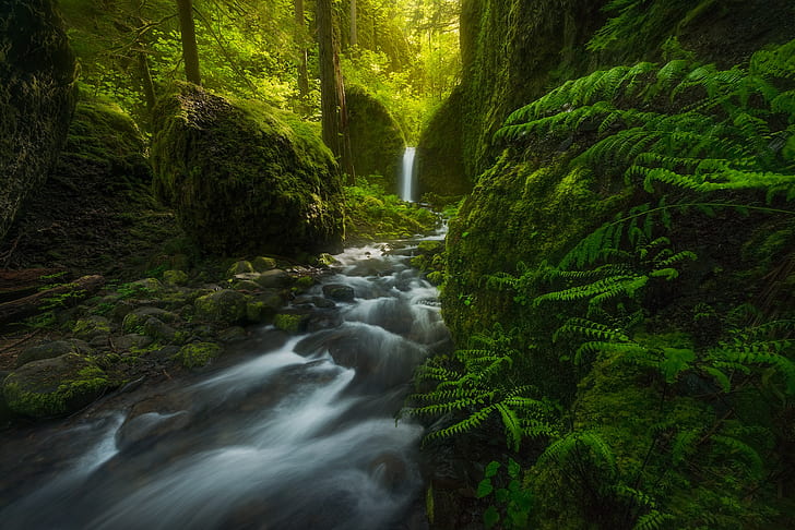 forest, waterfall, USA, fern, Oregon, Mossy Grotto Falls, HD wallpaper