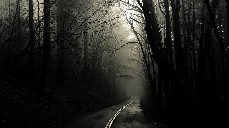 black asphalt road, dark, trees, direction, forest, the way forward