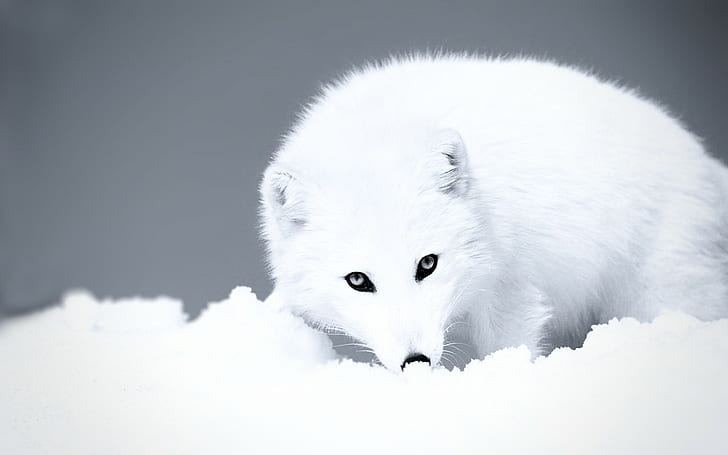 HD wallpaper: Arctic, white, arctic fox, animals, snow | Wallpaper Flare