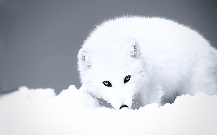 white fox, Arctic, snow, arctic fox, animals, one animal, animal themes, HD wallpaper