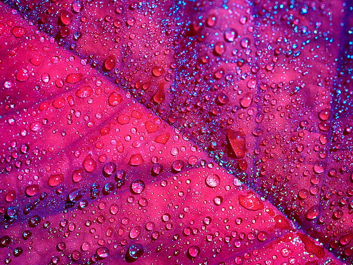 dewdrops on pink leaf, Blatt, Olympus OM-D E-M5, Tokina, 90mm, HD wallpaper