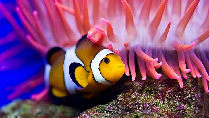 aquarium, underwater, clownfish