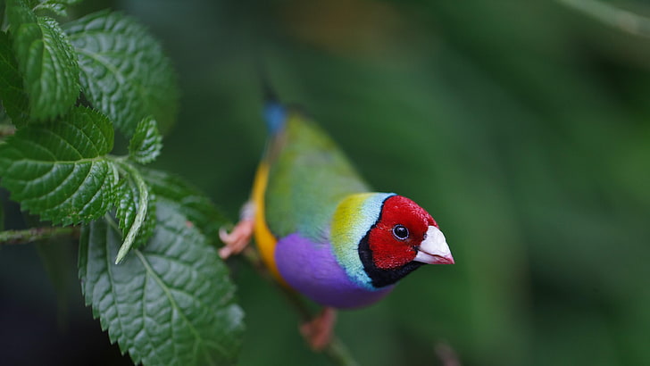 gouldian finch, bird, colorful