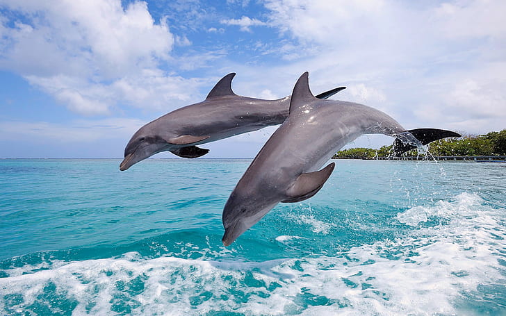 Dolpgins spray sea, 2 gray dolphins, sky, jump, steam
