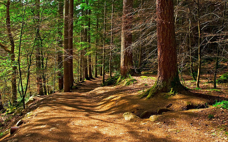 Blissful Forest, trees, nature, woods, forests, nature and landscapes